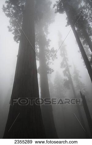 Sequoia National Park; California, United States Of America View Large Photo Image Stock Photo - Sequoia National Park; California, United States Of America. Fotosearch