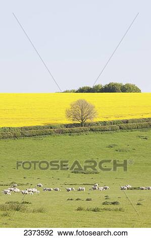 Stock Image - Sheep and fields of yellow rapeseed in the typical English countryside of rolling hills around the village of Kingston Deverill; West Wiltshire, England. Fotosearch
