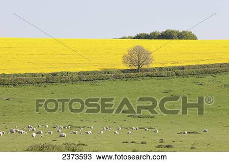 Stock Image - Sheep and fields of yellow rapeseed in the typical English countryside of rolling hills around the village of Kingston Deverill; West Wiltshire, England. Fotosearch