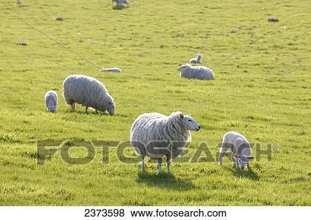 Sheep in a field in the typical English countryside of rolling hills around village of Kingston Deverill; West Wiltshire, England View Large Photo Image Stock Photo - Sheep in a field in the typical English countryside of rolling hills around village of Kingston Deverill; West Wiltshire, England. Fotosearch