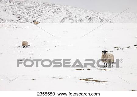 Sheep On A Snowy Field; Northumberland, England View Large Photo Image Stock Image - Sheep On A Snowy Field; Northumberland, England. Fotosearch