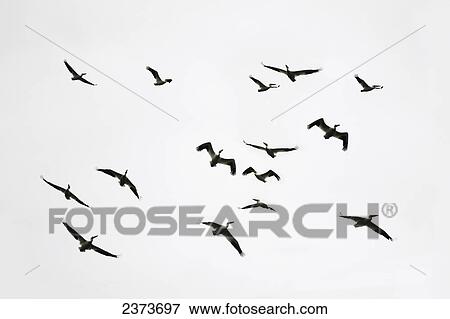Silhouette Of Birds In Flight Against A Cloudy Sky; Ontario, Canada View Large Photo Image Stock Photo - Silhouette Of Birds In Flight Against A Cloudy Sky; Ontario, Canada. Fotosearch