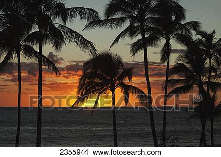 Picture - Silhouette Of Palm Trees Along The Shore At Sunset; Honolulu, Oahu, Hawaii, United States Of America. Fotosearch