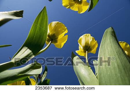 Stock Photo - Spring Tulips In Bloom Against A Blue Sky; Guildford, Surrey, England. Fotosearch