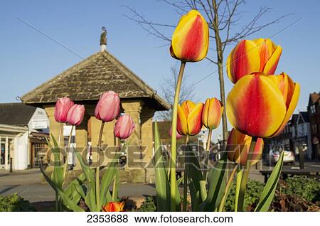Stock Photo - Spring Tulips In Bloom With Buildings In The Background; Guildford, Surrey, England. Fotosearch
