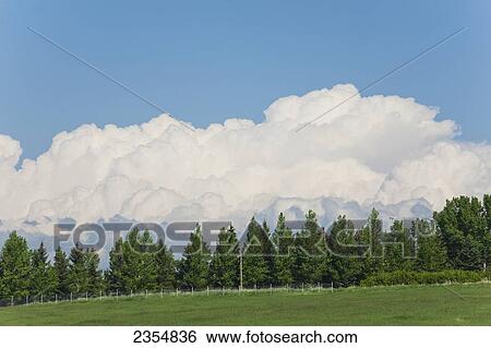 Storm Clouds Framed With A Row Of Trees And Green Field With Blue Sky; Calgary, Alberta, Canada View Large Photo Image Stock Photograph - Storm Clouds Framed With A Row Of Trees And Green Field With Blue Sky; Calgary, Alberta, Canada. Fotosearch