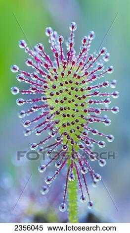 Stock Photography - Sundew (Drosera Intermedia); Ontario, Canada. Fotosearch