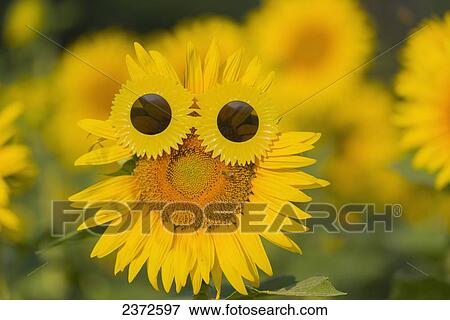 Stock Photo - Sunflower And Wearing Sunflower Sunglasses; Locarno, Ticino, Italy. Fotosearch