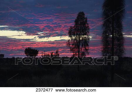 Sunset near Uluru, formerly known as Ayers Rock; Northern Territory, Australia View Large Photo Image Stock Photo - Sunset near Uluru, formerly known as Ayers Rock; Northern Territory, Australia. Fotosearch