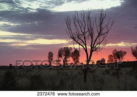 Sunset Near Uluru, Formerly Known As Ayers Rock; Northern Territory, Australia View Large Photo Image Stock Photograph - Sunset Near Uluru, Formerly Known As Ayers Rock; Northern Territory, Australia. Fotosearch
