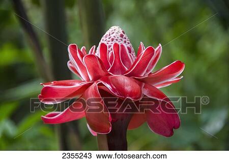 Torch Ginger Flower (Etlingera Elatior); Ocho Rios, Jamaica View Large Photo Image Stock Image - Torch Ginger Flower (Etlingera Elatior); Ocho Rios, Jamaica. Fotosearch