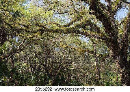 Tosohatchee Wildlife Management Area; Florida, United States Of America View Large Photo Image Stock Image - Tosohatchee Wildlife Management Area; Florida, United States Of America. Fotosearch