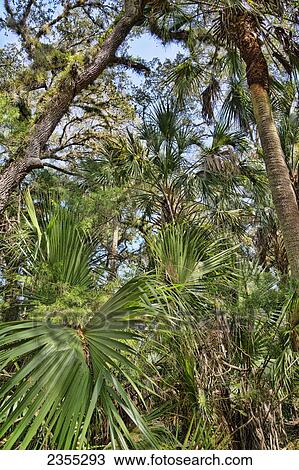 Tosohatchee Wildlife Management Area; Florida, United States Of America View Large Photo Image Stock Image - Tosohatchee Wildlife Management Area; Florida, United States Of America. Fotosearch