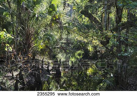 Tosohatchee Wildlife Management Area; Florida, United States Of America View Large Photo Image Stock Photography - Tosohatchee Wildlife Management Area; Florida, United States Of America. Fotosearch