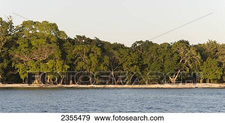 Trees And Beach Along The Coastline; Utila, Bay Islands, Honduras View Large Photo Image Stock Photo - Trees And Beach Along The Coastline; Utila, Bay Islands, Honduras. Fotosearch