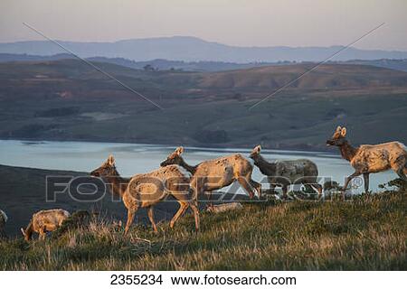 Tule Elk (Cervus Canadensis Ssp. Nannodes) In Point Reyes National Seashore; California, United States Of America View Large Photo Image Picture - Tule Elk (Cervus Canadensis Ssp. Nannodes) In Point Reyes National Seashore; California, United States Of America. Fotosearch