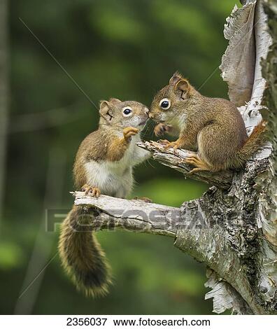 Two Red Squirrels (Sciurus Vulgaris) Playing In A Tree; Ontario, Canada View Large Photo Image Stock Photo - Two Red Squirrels (Sciurus Vulgaris) Playing In A Tree; Ontario, Canada. Fotosearch