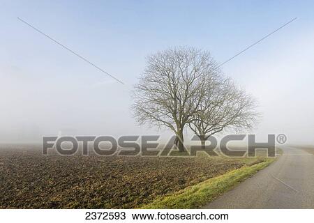 Stock Image - Two Trees On A Farm Field Along A Rural Road In Fog; Locarno, Ticino, Switzerland. Fotosearch