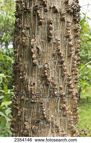 Stock Photograph - Unique Tree Bark On A Tree In Hoomaluhia Botanical Garden; Oahu, Hawaii, United States Of America. Fotosearch