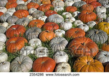 Variety Of Pumpkins, Near Half Moon Bay; California, United States Of America View Large Photo Image Stock Photograph - Variety Of Pumpkins, Near Half Moon Bay; California, United States Of America. Fotosearch