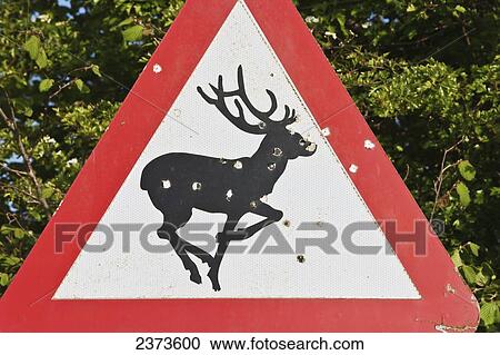 Warning of deer sign with holes that has been shot at; Wiltshire, England View Large Photo Image Stock Image - Warning of deer sign with holes that has been shot at; Wiltshire, England. Fotosearch