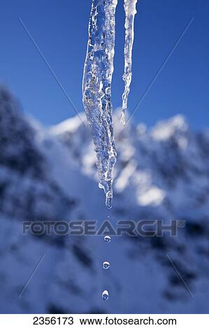 Water Dripping From Melting Icicle In Late Winter With Roostercomb In Background, Denali National Park And Preserve; Alaska, United States Of America View Large Photo Image Stock Image - Water Dripping From Melting Icicle In Late Winter With Roostercomb In Background, Denali National Park And Preserve; Alaska, United States Of America. Fotosearch