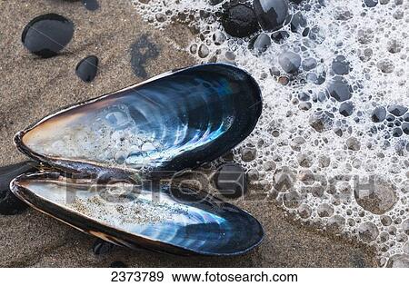 Stock Photo - Waves Wash Over A Blue Mussel (Mytilus Edulis) Shell On The Beach; Cannon Beach, Oregon, United States Of America. Fotosearch