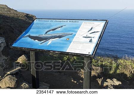 Stock Photo - Whale Watching From A Scenic Spot; Makapuu, Oahu, Hawaii, United States Of America. Fotosearch