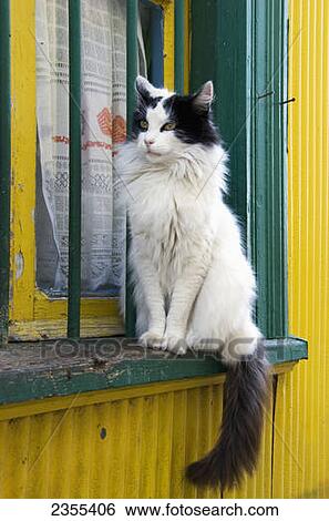 White And Black Cat On A Yellow Window Sill; Chile View Large Photo Image Stock Photograph - White And Black Cat On A Yellow Window Sill; Chile. Fotosearch