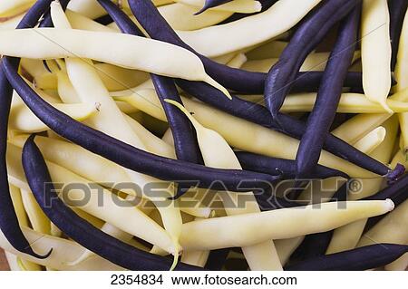 White Beans And Purple Beans; Calgary, Alberta, Canada View Large Photo Image Picture - White Beans And Purple Beans; Calgary, Alberta, Canada. Fotosearch