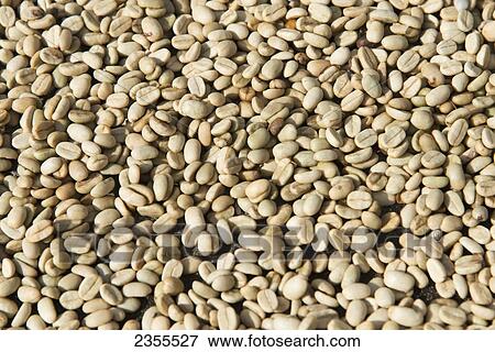 White Coffee Beans; Zacapa, Guatemala 