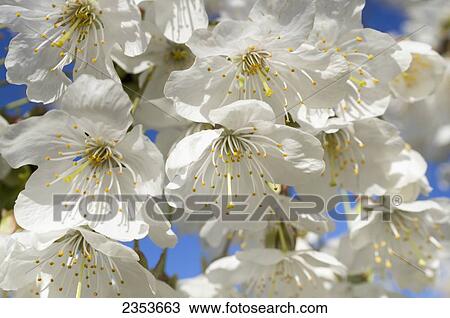 White Pear Blossom; United Kingdom View Large Photo Image Stock Image - White Pear Blossom; United Kingdom. Fotosearch