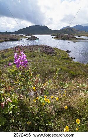 Stock Photograph - Wildflowers Blossoming At The Water's Edge; Rannoch, Scotland. Fotosearch