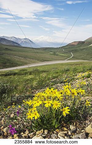 Picture - Wildflowers Grow Out Of A Gravel Bank In The Foreground With Mt. Mckinley (Denali) In The Background With Smoke And Low Clouds Obscuring The Lower Mountain, Denali National Park And Preserve; Alaska, United States Of America. Fotosearch