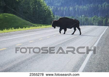 Wood Bison (Bison Bison Athabascae) On Alaska Highway Near Liard Hot Springs; British Columbia, Canada View Large Photo Image Stock Photo - Wood Bison (Bison Bison Athabascae) On Alaska Highway Near Liard Hot Springs; British Columbia, Canada. Fotosearch