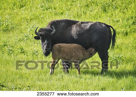 Wood Bison (Bison Bison Athabascae) Near Liard Hot Springs; British Columbia, Canada View Large Photo Image Stock Photo - Wood Bison (Bison Bison Athabascae) Near Liard Hot Springs; British Columbia, Canada. Fotosearch