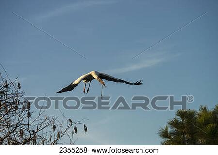 Wood Stork (Mycteria Americana) Carrying Branch For Nesting; Florida, United States Of America View Large Photo Image Stock Photo - Wood Stork (Mycteria Americana) Carrying Branch For Nesting; Florida, United States Of America. Fotosearch