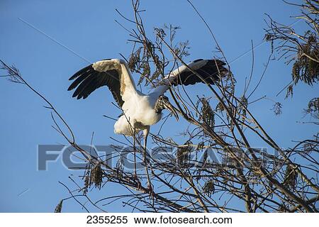 Wood Stork (Mycteria Americana) Carrying Branch For Nesting; Florida, United States Of America View Large Photo Image Stock Photography - Wood Stork (Mycteria Americana) Carrying Branch For Nesting; Florida, United States Of America. Fotosearch
