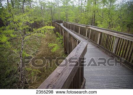 Wooden Boardwalk In Big Cypress National Preserve; Florida, United States Of America View Large Photo Image Stock Photo - Wooden Boardwalk In Big Cypress National Preserve; Florida, United States Of America. Fotosearch