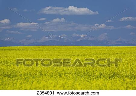 Stock Image - Yellow Canola Field With The Rocky Mountains In The Distance; High River, Alberta, Canada. Fotosearch