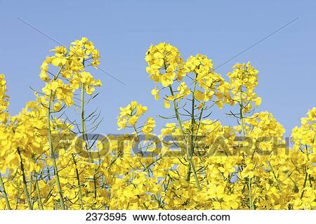 Yellow rapeseed in the typical English countryside of rolling hills around the village of Kingston Deverill; West Wiltshire, England View Large Photo Image Stock Photography - Yellow rapeseed in the typical English countryside of rolling hills around the village of Kingston Deverill; West Wiltshire, England. Fotosearch