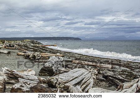 Stock Image - A beach filled with driftwood; Campbell River, British Columbia, Canada. Fotosearch