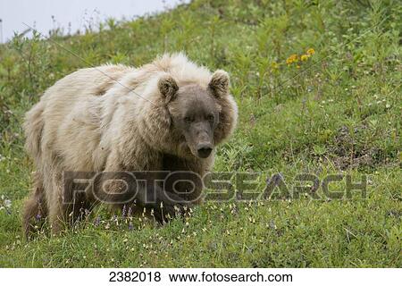 Stock Photo - A bear walks through a field of wildflowers. Fotosearch