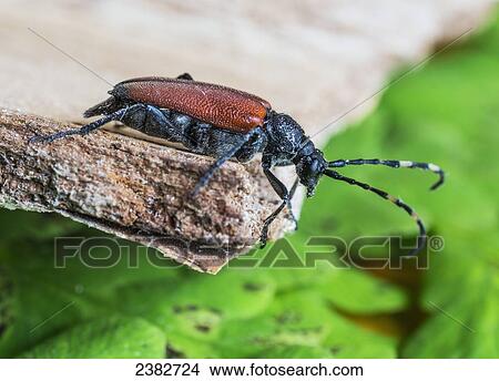 A beetle clings to the edge of a rock; Field, Ontario, Canada View Large Photo Image Picture - A beetle clings to the edge of a rock; Field, Ontario, Canada. Fotosearch