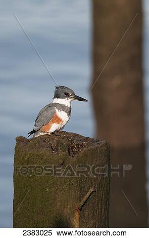 A belted kingfisher (Megaceryle alcyon) waits to dive for small fish; Astoria, Oregon, United States of America View Large Photo Image Stock Photography - A belted kingfisher (Megaceryle alcyon) waits to dive for small fish; Astoria, Oregon, United States of America. Fotosearch
