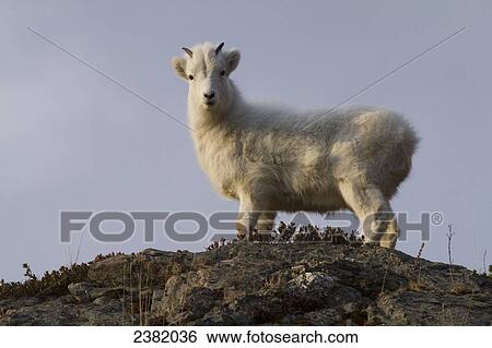 Stock Photograph - A bighorn sheep (Ovis canadensis) standing on the top of a ridge against a blue sky. Fotosearch