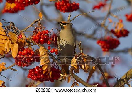 A bird in a tree with clusters of bright red berries View Large Photo Image Stock Image - A bird in a tree with clusters of bright red berries. Fotosearch