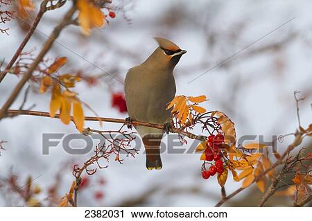Stock Image - A bird in a tree with clusters of bright red berries. Fotosearch