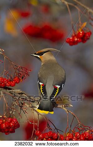 Stock Image - A bird in a tree with clusters of bright red berries. Fotosearch