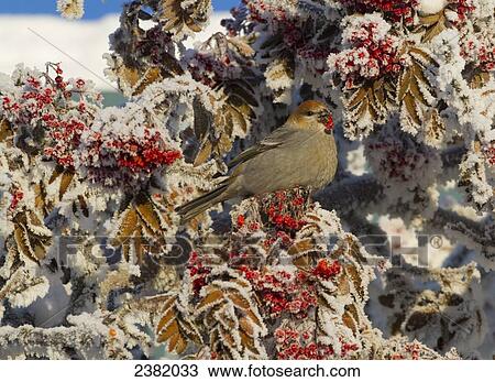 Stock Image - A bird in a tree with clusters of bright red berries and brown leaves covered in snow. Fotosearch